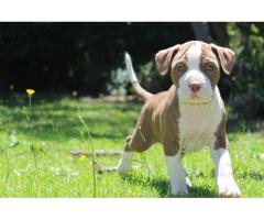 Registered Long Legged Red Nose Pitbull Puppies