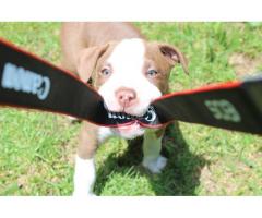 Registered Long Legged Red Nose Pitbull Puppies