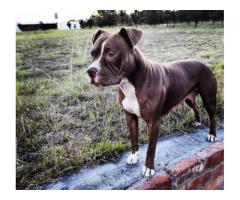 Registered Long Legged Red Nose Pitbull Puppies