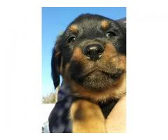 Rottweiler puppies for sale x 4 available