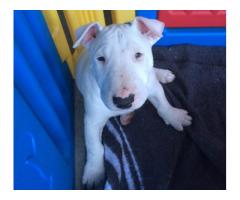 Bull Terrier puppies for sale (KUSA registered)