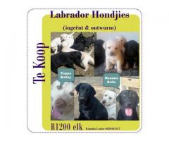 Labrador Puppies for Sale in Gauteng