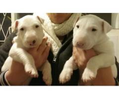 Pedigreed KUSA Registered Bull Terrier puppies for sale