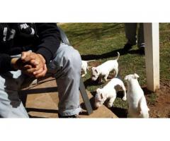 Pedigreed KUSA Registered Bull Terrier puppies for sale