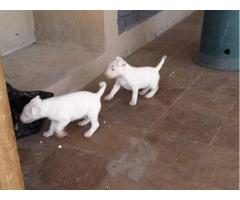 Pedigreed KUSA Registered Bull Terrier puppies for sale