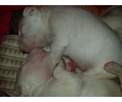 Pedigreed KUSA Registered Bull Terrier puppies for sale