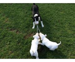 Bull Terrier puppies for sale (KUSA registered)
