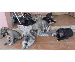 Beautiful KUSA registered Irish Wolfhound puppies for sale