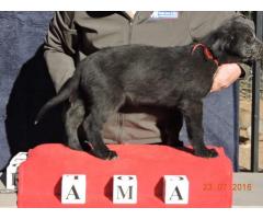 Beautiful KUSA registered Irish Wolfhound puppies for sale