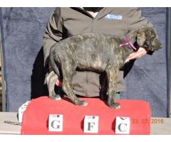 Beautiful KUSA registered Irish Wolfhound puppies for sale