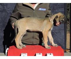 Beautiful KUSA registered Irish Wolfhound puppies for sale