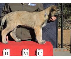Beautiful KUSA registered Irish Wolfhound puppies for sale