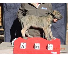 Beautiful KUSA registered Irish Wolfhound puppies for sale