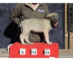 Beautiful KUSA registered Irish Wolfhound puppies for sale