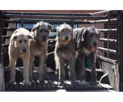 Beautiful KUSA registered Irish Wolfhound puppies for sale