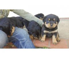 Stunning pure breed Rottweiler puppies for sale