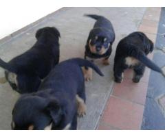 Stunning pure breed Rottweiler puppies for sale