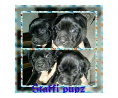 Black staffie puppies for sale