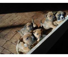 American Staffie puppies for sale