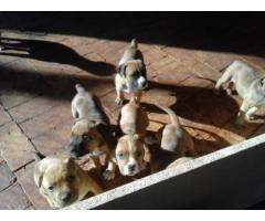 American Staffie puppies for sale