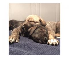 KUSA Registered Irish Wolfhound Puppies for sale