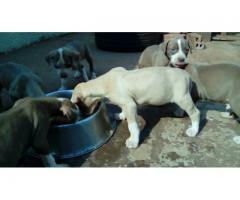Pitbull puppies for sale - Rocky Carver Bloodline