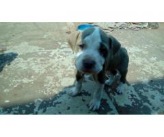 Pitbull puppies for sale - Rocky Carver Bloodline