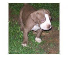 Pitbull puppies for sale - Rocky Carver Bloodline