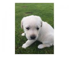 Labrador Canine Puppies for sale