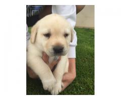 Labrador Canine Puppies for sale