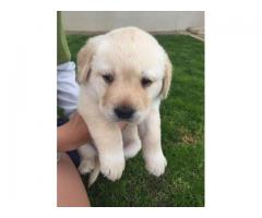 Labrador Canine Puppies for sale