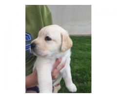 Labrador Canine Puppies for sale