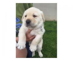 Labrador Canine Puppies for sale