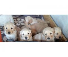 Adorable Golden Retriever puppies for sale