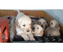 Adorable Golden Retriever puppies for sale