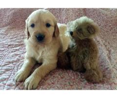 Adorable Golden Retriever puppies for sale