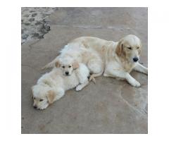 Adorable Golden Retriever puppies for sale