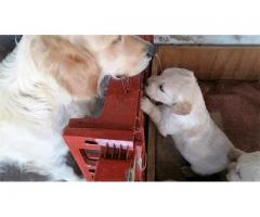 Adorable Golden Retriever puppies for sale