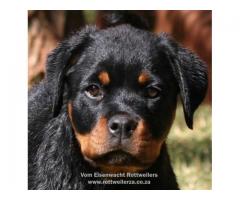 Rottweiler puppies for sale -  KUSA registered - Premium bloodlines