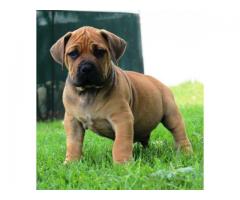 REGISTERED BOERBOEL PUPPIES FOR SALE