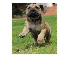 REGISTERED BOERBOEL PUPPIES FOR SALE