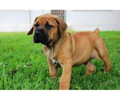 REGISTERED BOERBOEL PUPPIES FOR SALE