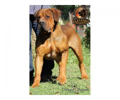 REGISTERED BOERBOEL PUPPIES FOR SALE