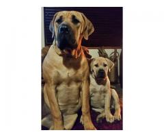 REGISTERED BOERBOEL PUPPIES FOR SALE