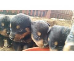 Rottweiler puppies for sale - Vaccinated and dewormed