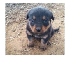 Rottweiler puppies for sale - Vaccinated and dewormed