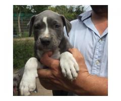 Blue American Pitbull puppies for sale - Prestige Pitbulls