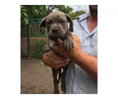 Blue American Pitbull puppies for sale - Prestige Pitbulls
