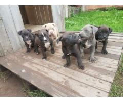 Beautiful Blue Pitbull puppies for sale