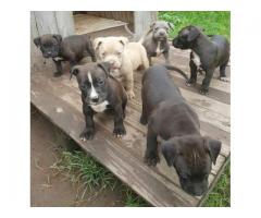 Beautiful Blue Pitbull puppies for sale
